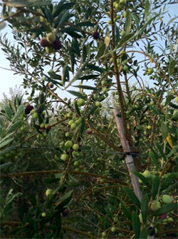 2011 Harvest