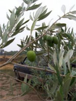 The Past and Future of Olive Tree Production in Georgia