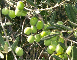 The Past and Future of Olive Tree Production in Georgia